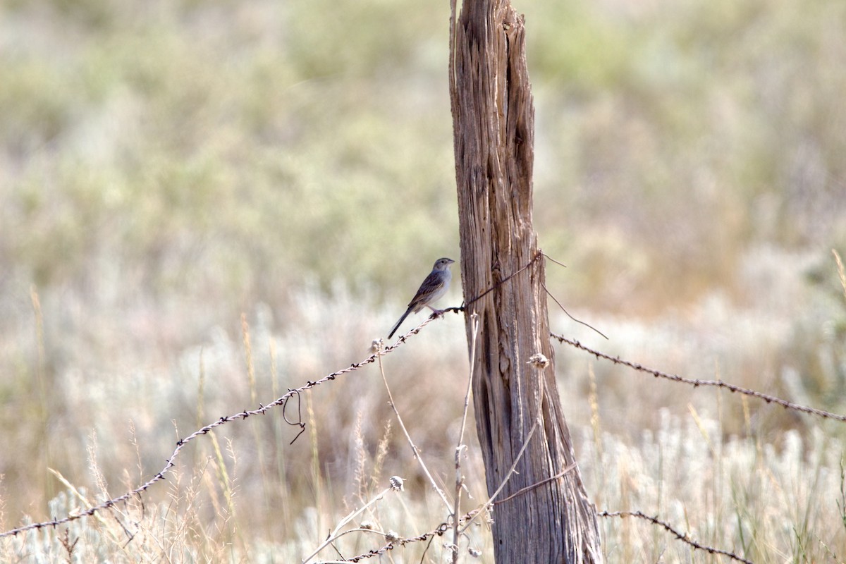 Cassin's Sparrow - ML642308981