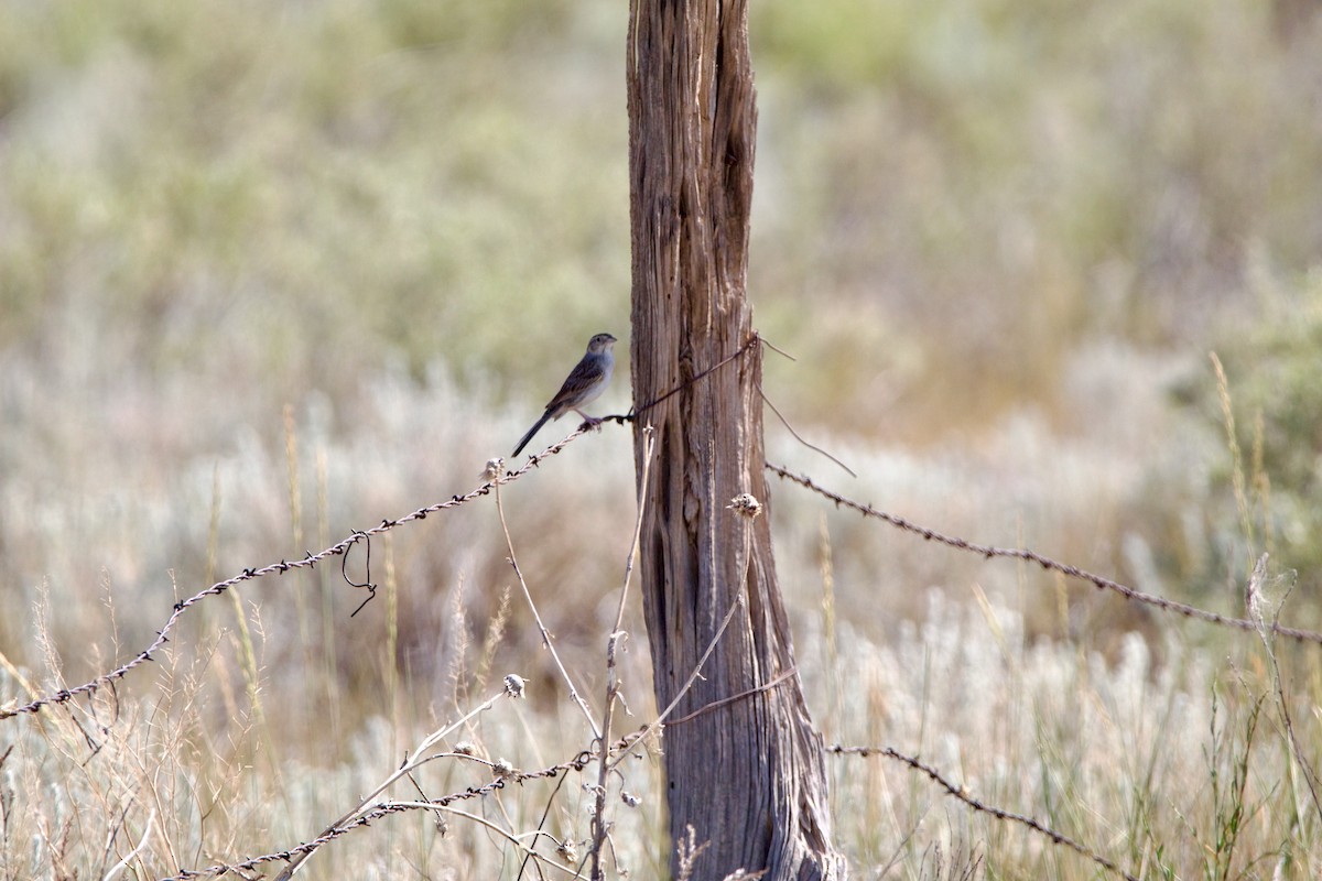 Cassin's Sparrow - ML642308982