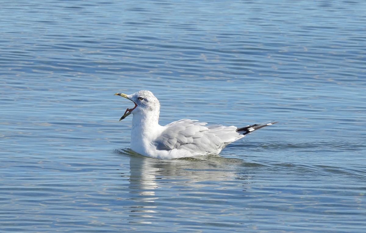 Ring-billed Gull - ML642308984