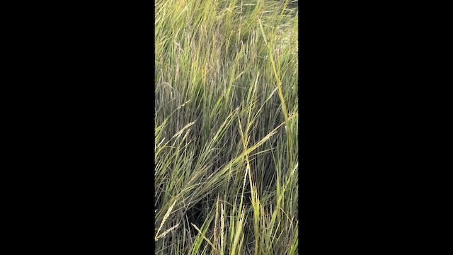 Seaside Sparrow (Atlantic) - ML642308985