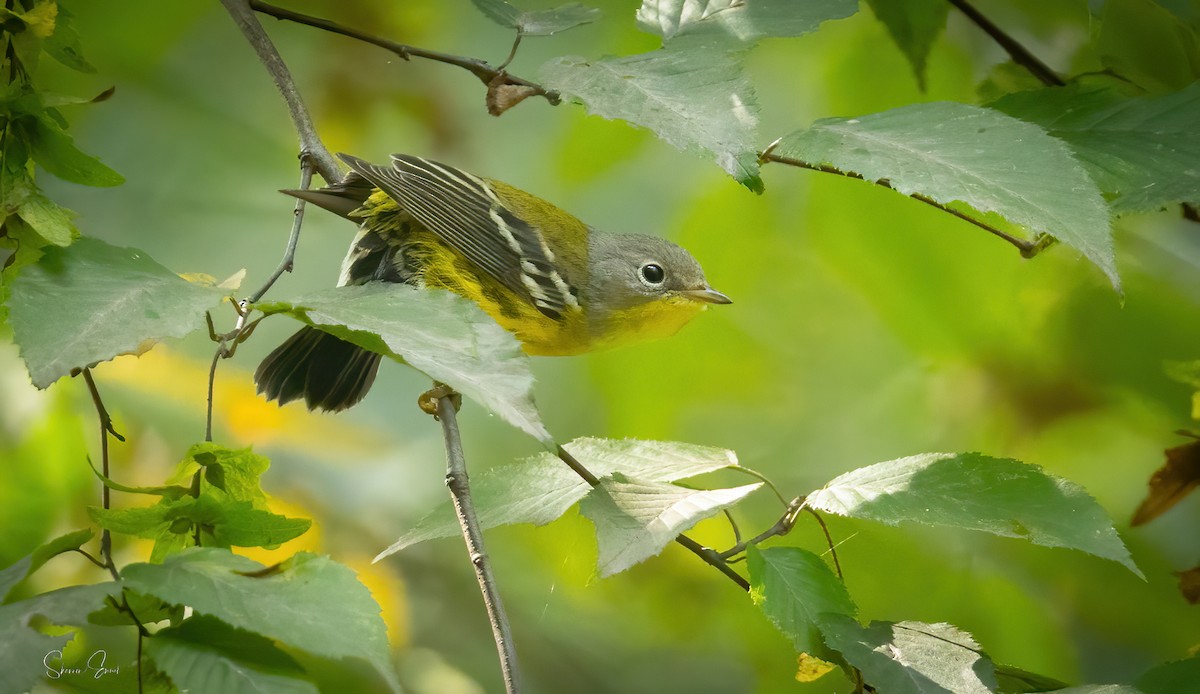 Magnolia Warbler - ML642308986