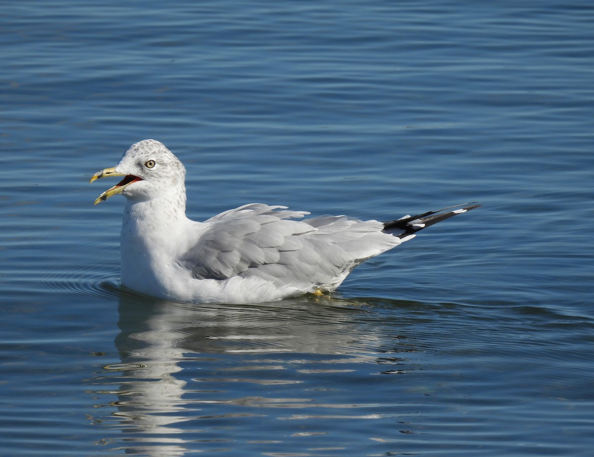 Ring-billed Gull - ML642308988