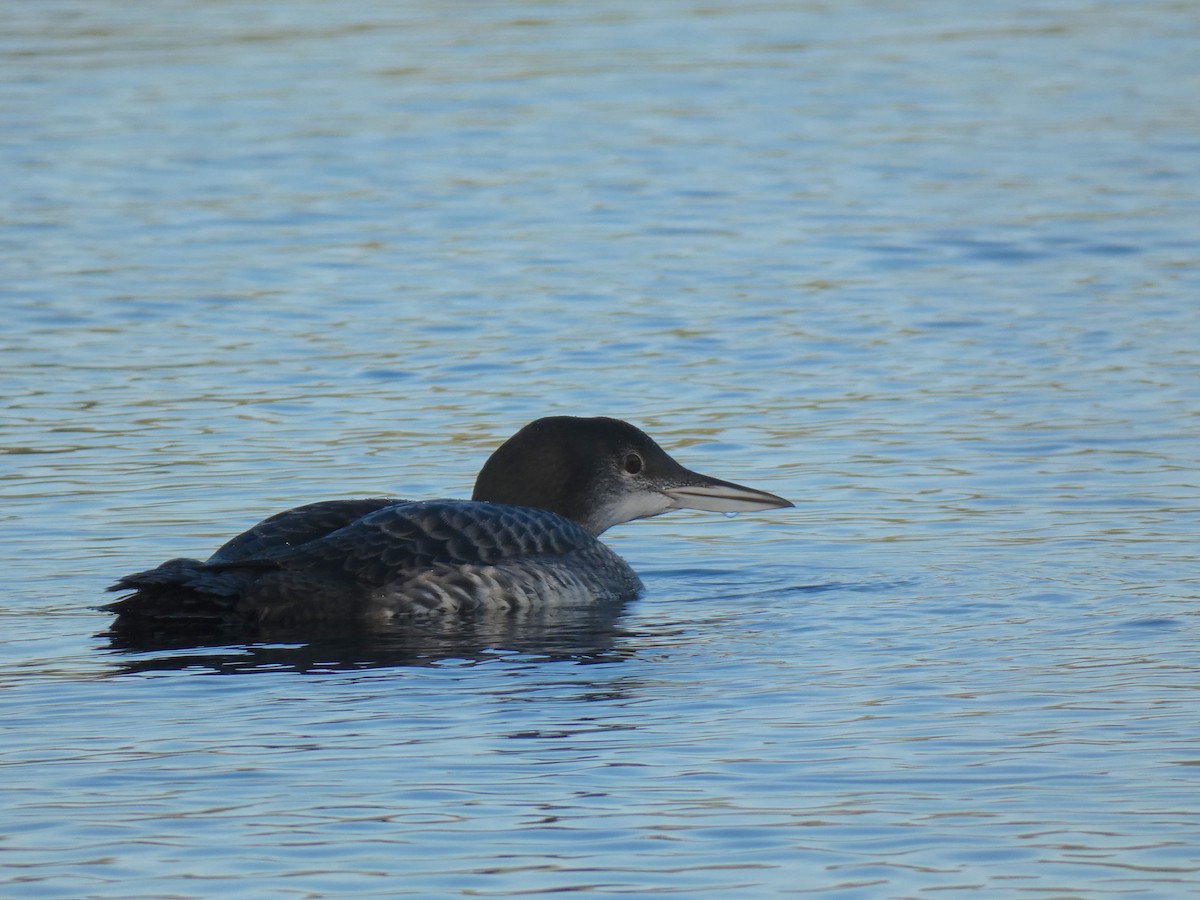 Common Loon - ML642308998