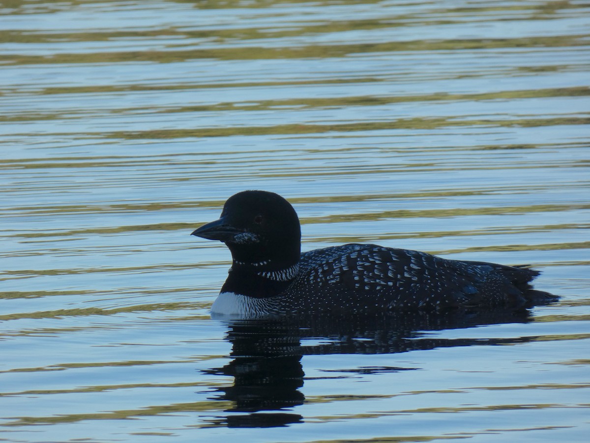 Common Loon - ML642308999