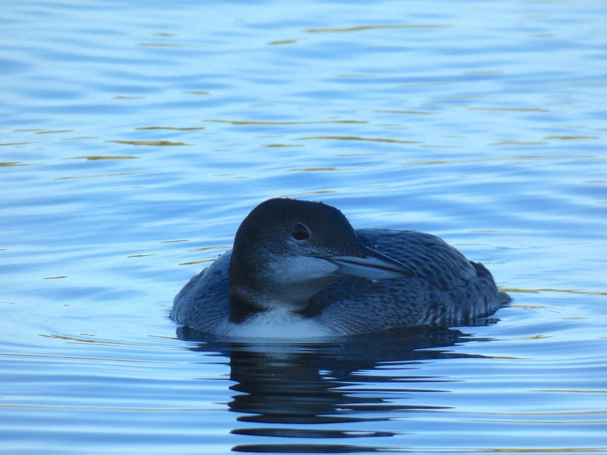Common Loon - ML642309000