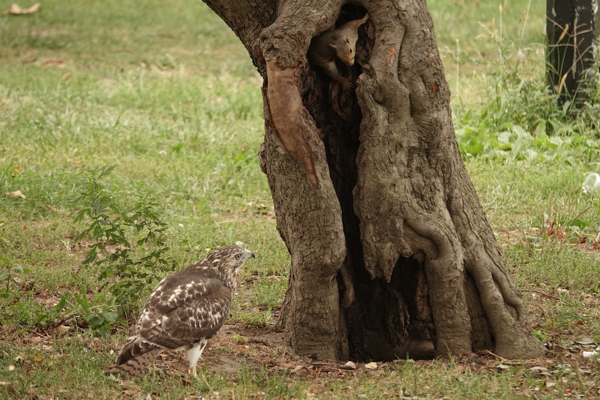 Red-tailed Hawk - ML642309001