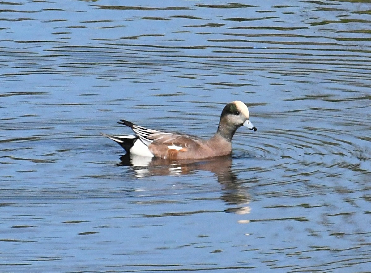 American Wigeon - ML642309021