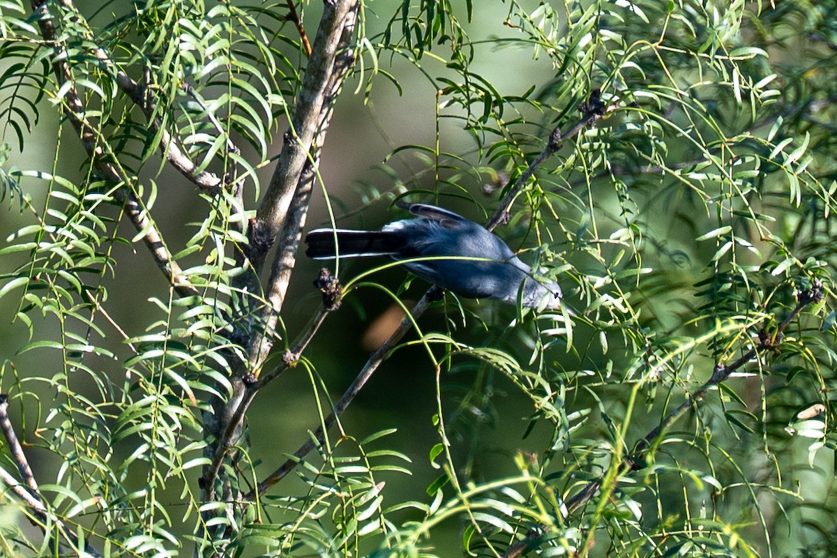 Blue-gray Gnatcatcher - ML642309022