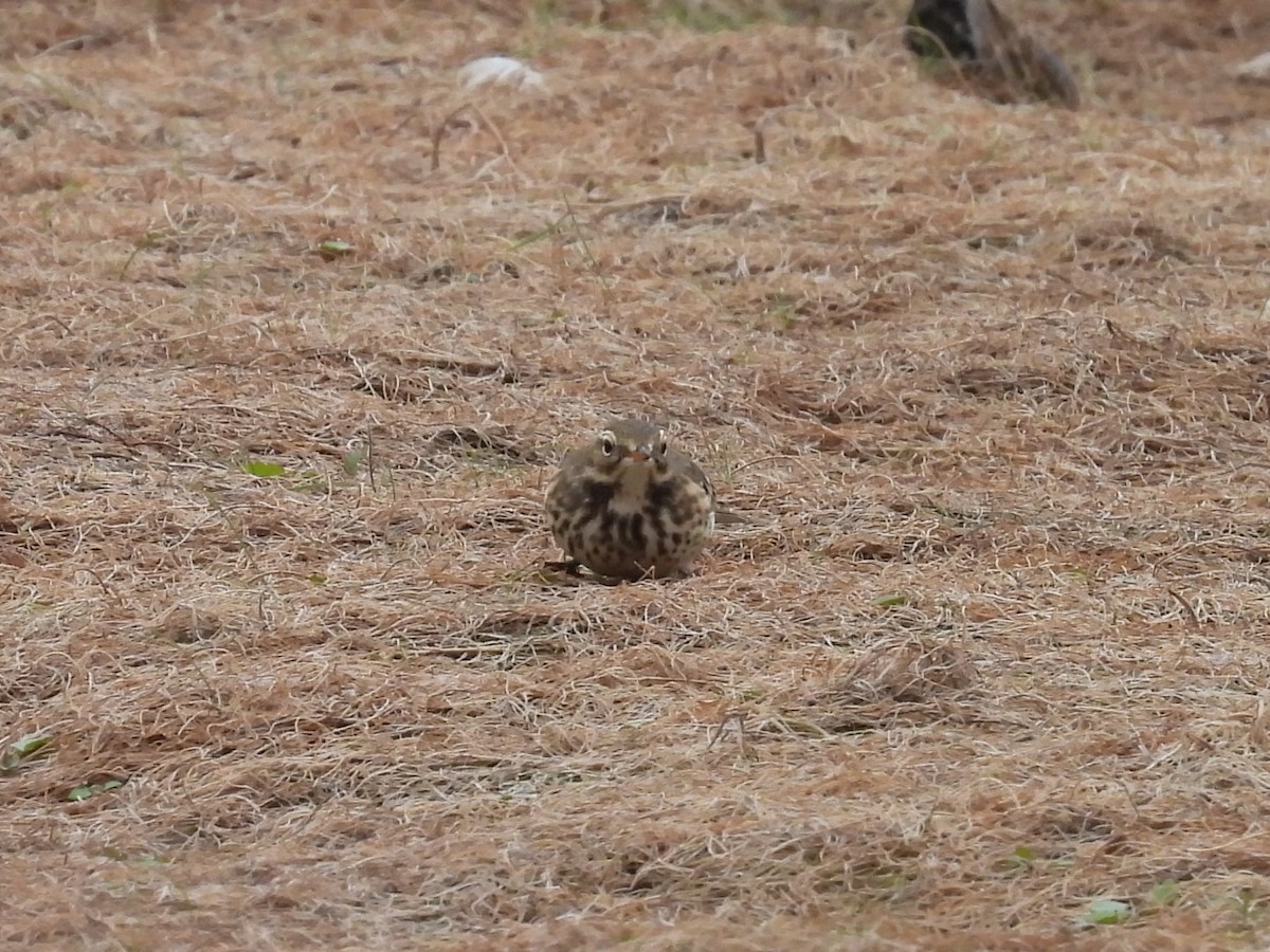 pipit sp. - ML642309026