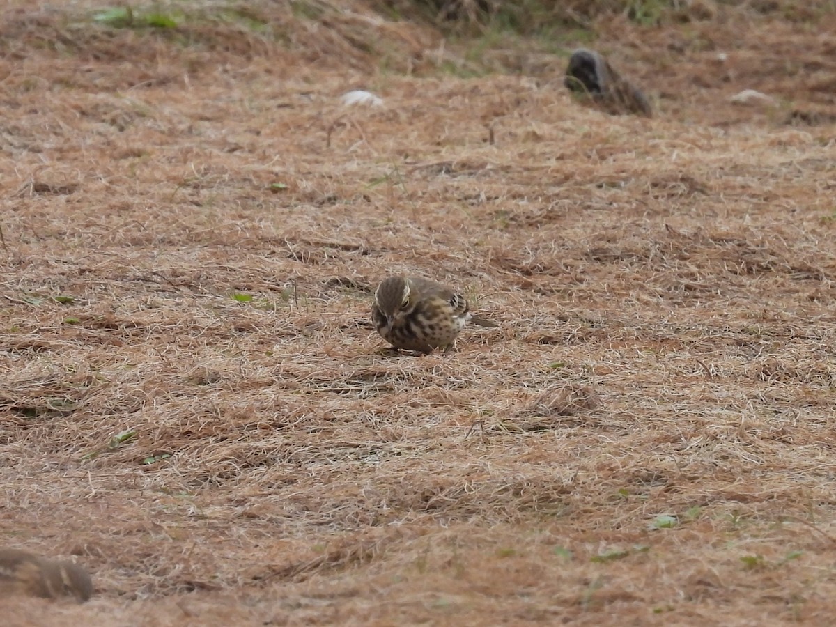 pipit sp. - ML642309027