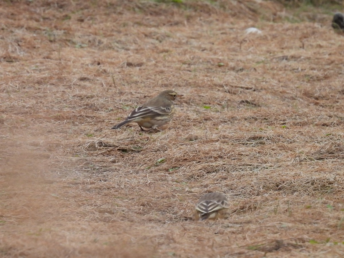 pipit sp. - ML642309028
