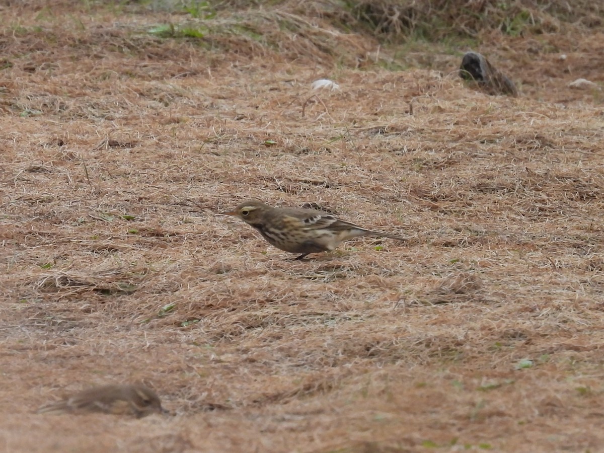 pipit sp. - ML642309029