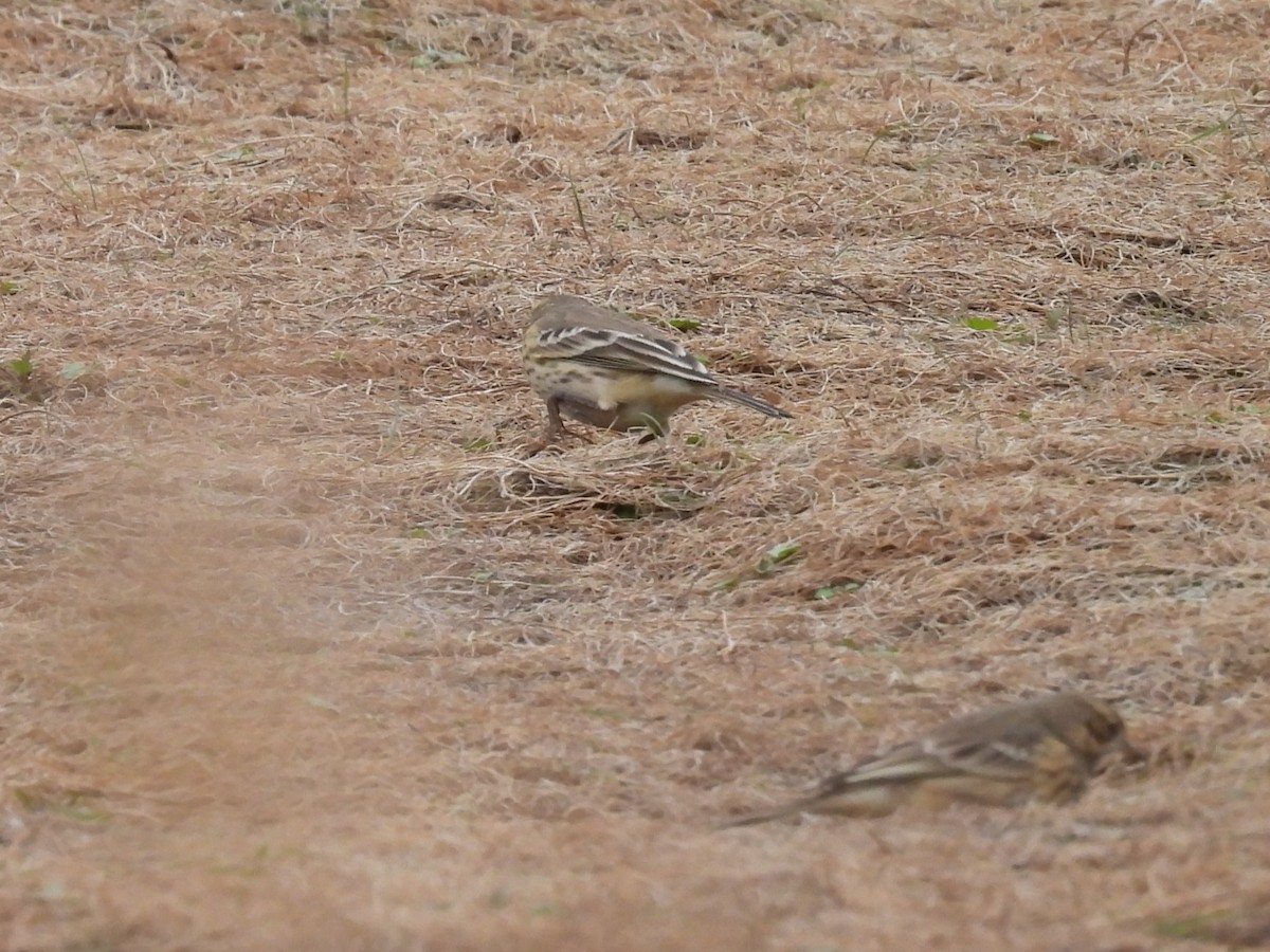 pipit sp. - ML642309030