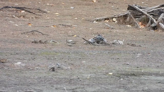 pipit sp. - ML642309035