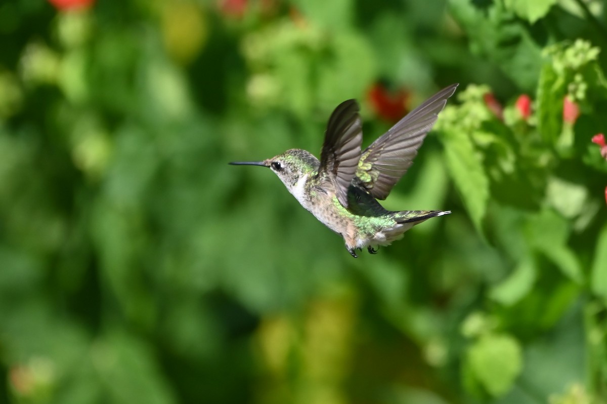 Ruby-throated Hummingbird - ML642309037