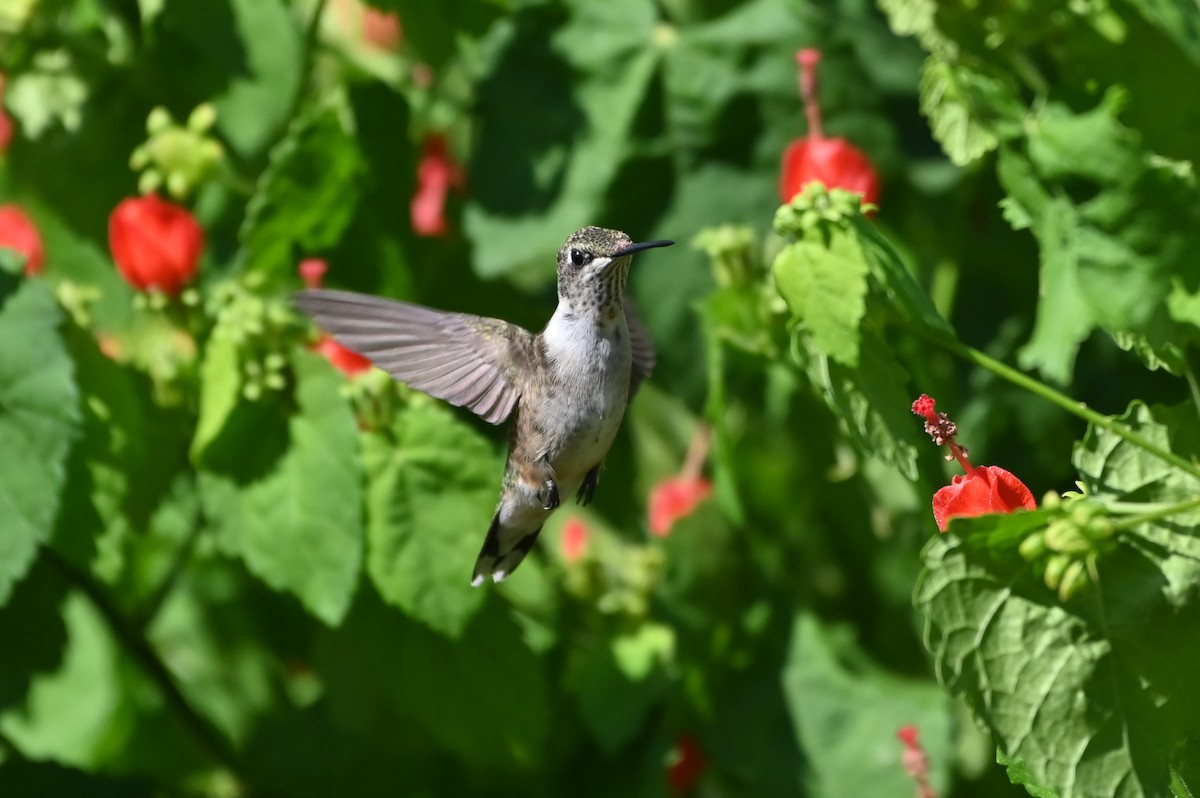 Ruby-throated Hummingbird - ML642309038