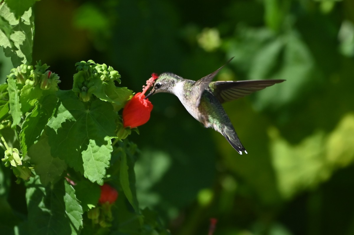 Ruby-throated Hummingbird - ML642309039