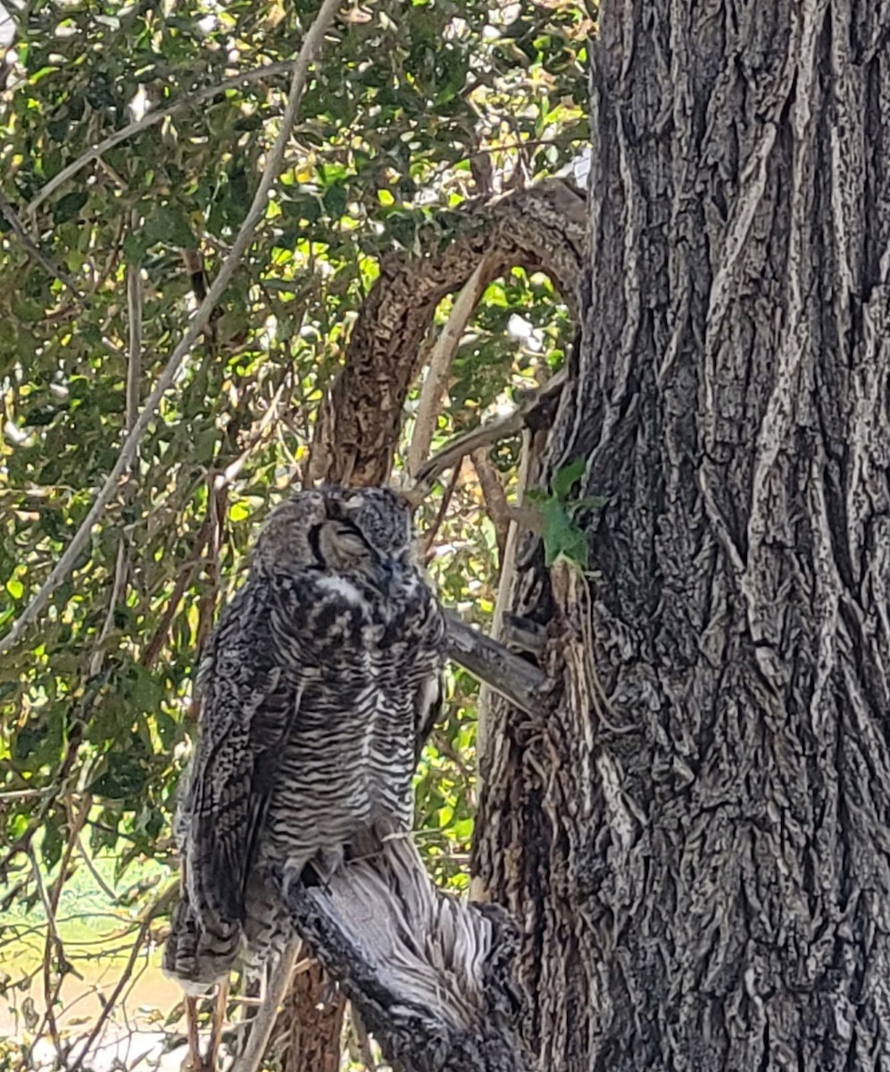 Great Horned Owl - ML642309058