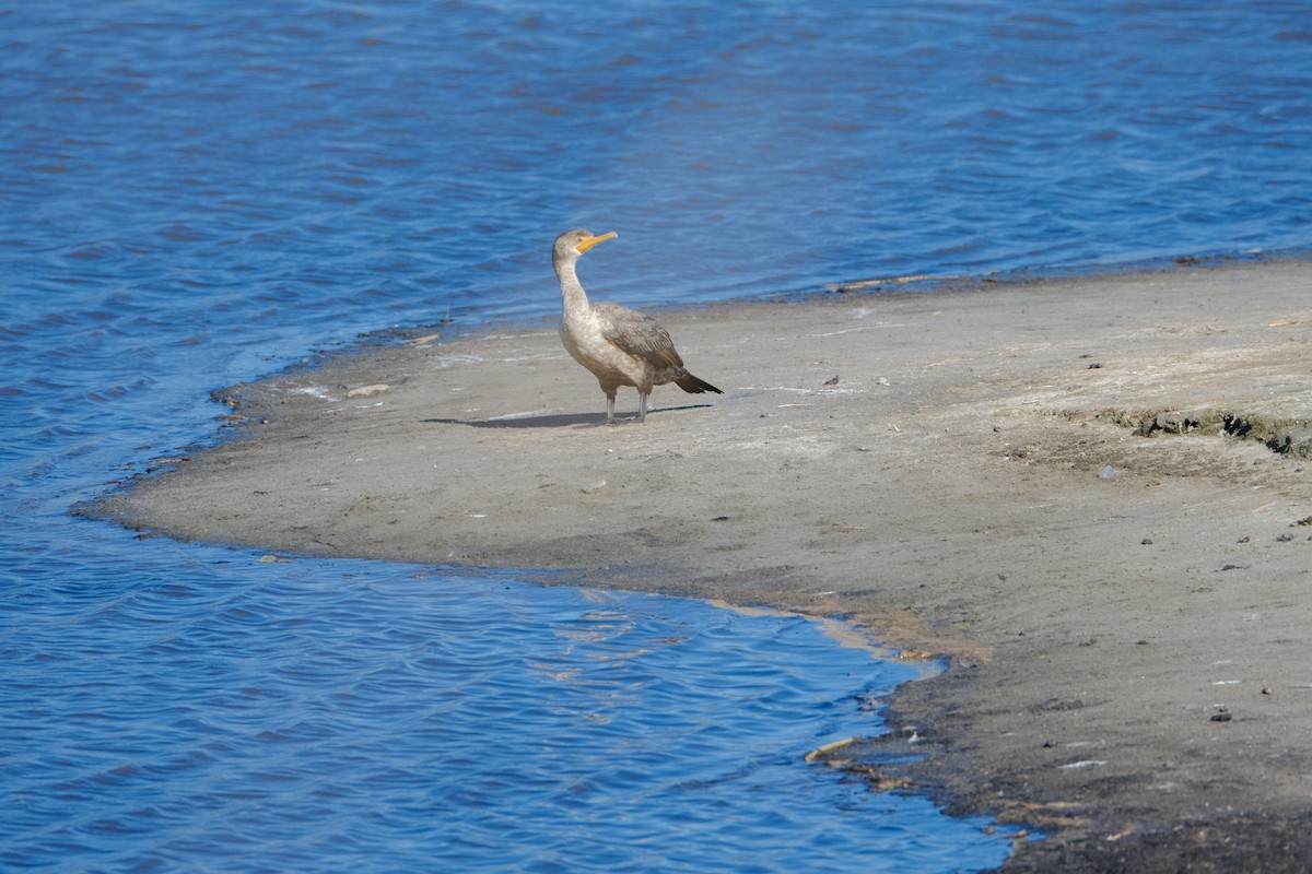 Double-crested Cormorant - ML642309060