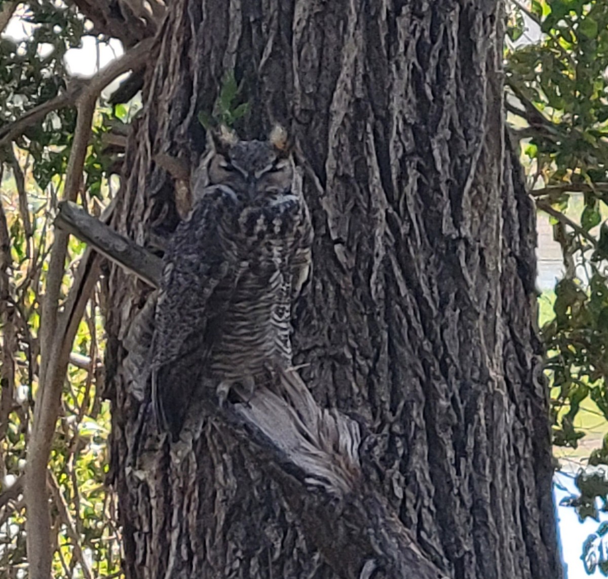 Great Horned Owl - ML642309063