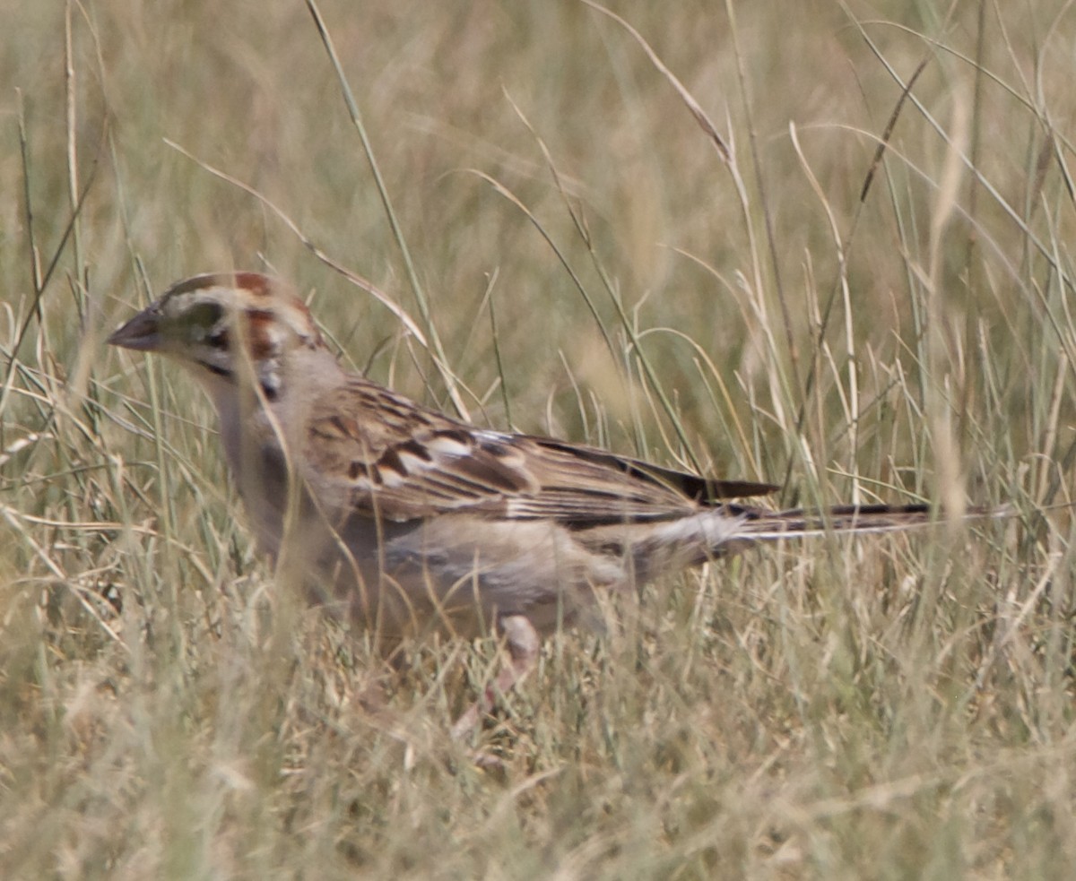 Lark Sparrow - ML642309066