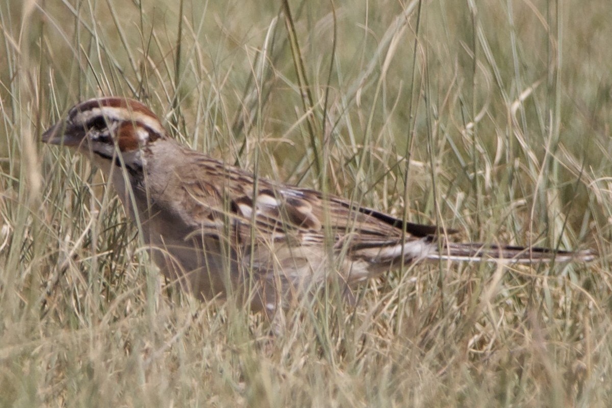 Lark Sparrow - ML642309067