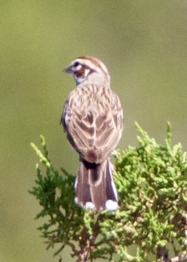 Bruant à joues marron - ML642309068