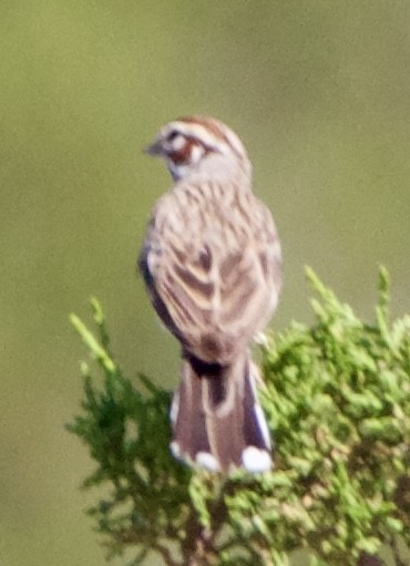Lark Sparrow - ML642309069