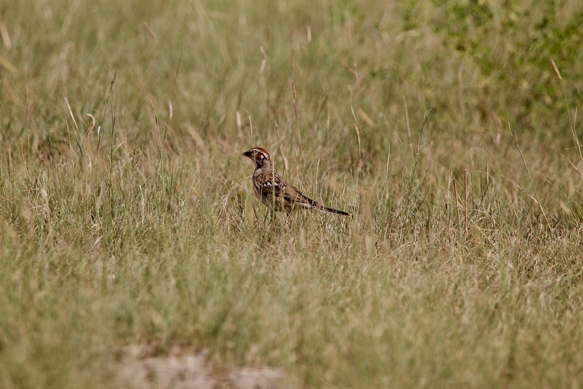 Lark Sparrow - ML642309072