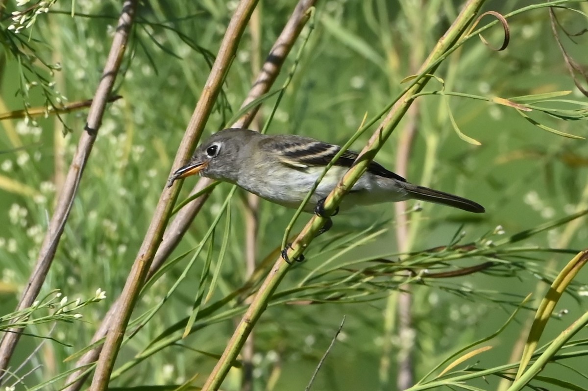 Moucherolle tchébec - ML642309077