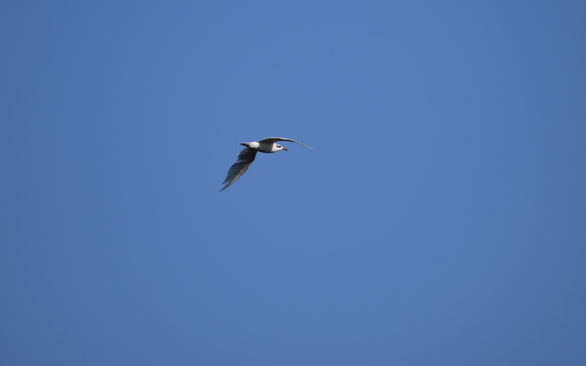 Mouette mélanocéphale - ML642309083