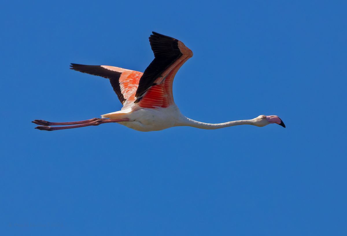 Flamant rose - ML642309098