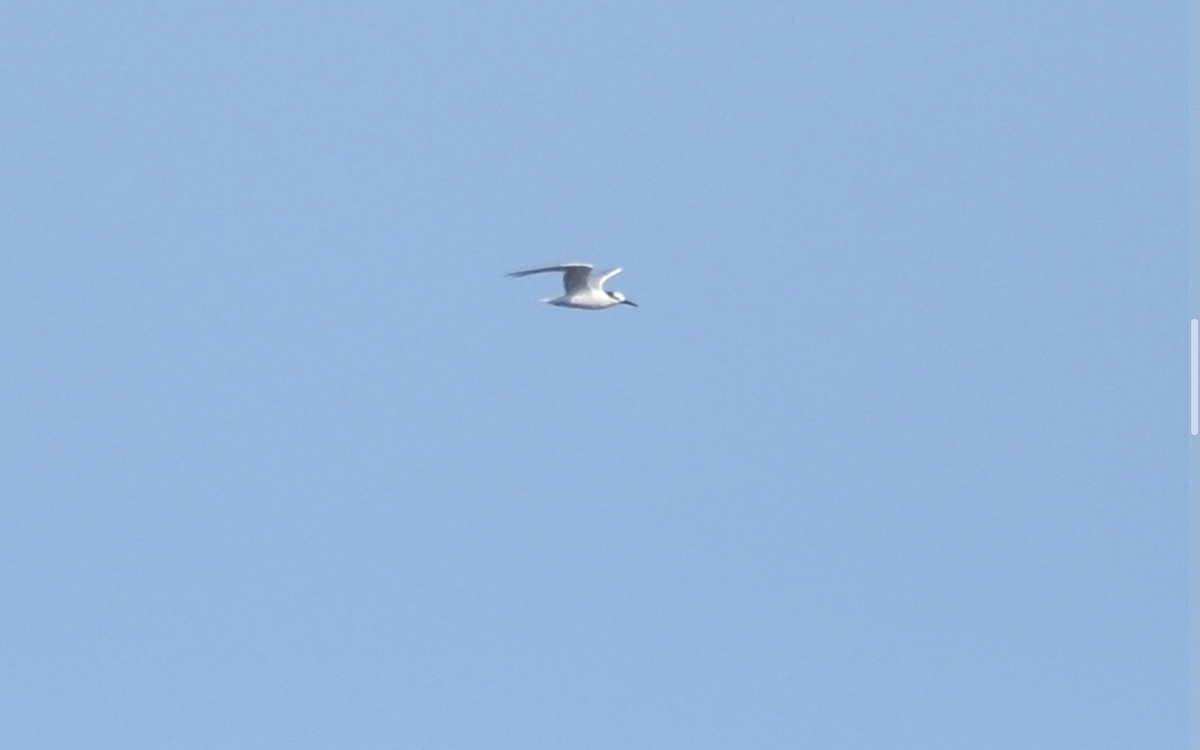 Sandwich Tern (Eurasian) - ML642309104