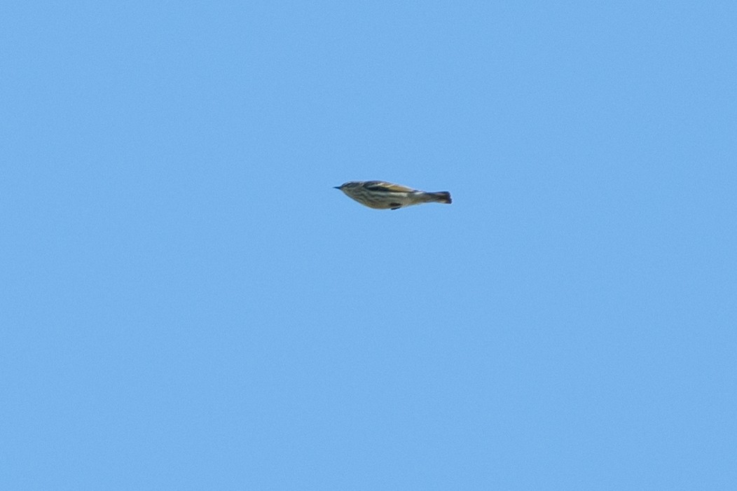 Cape May Warbler - ML642309113
