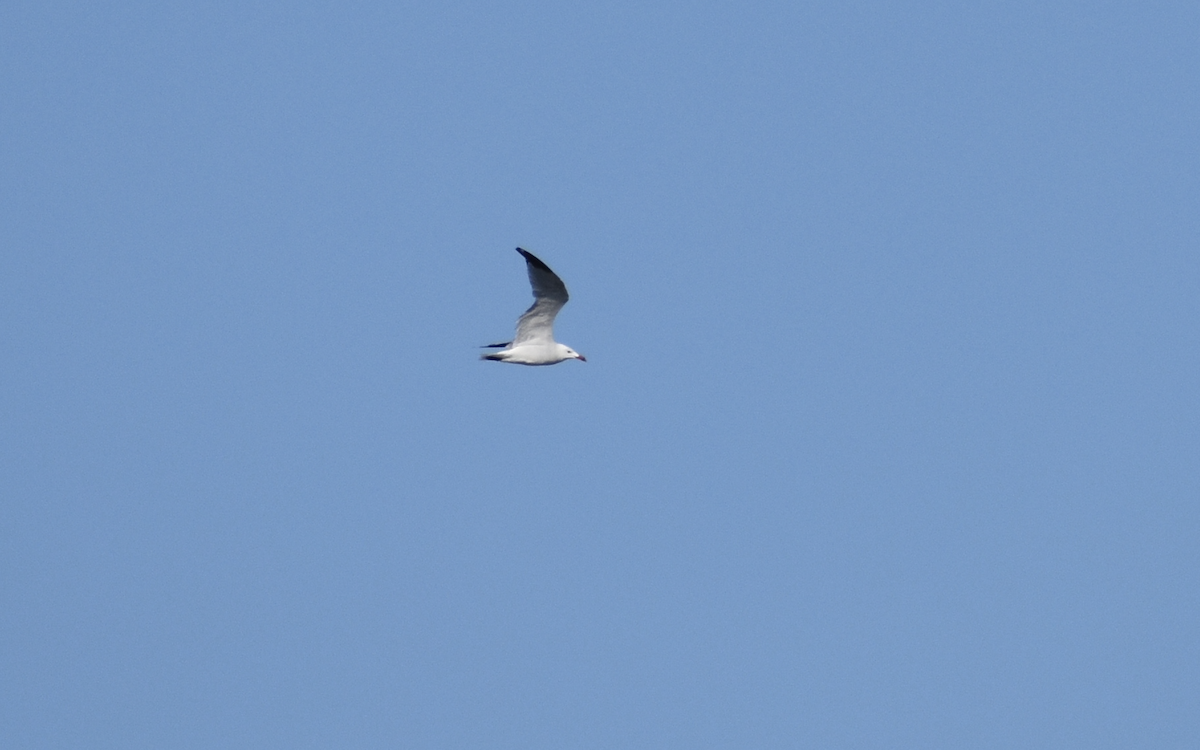 Audouin's Gull - ML642309118