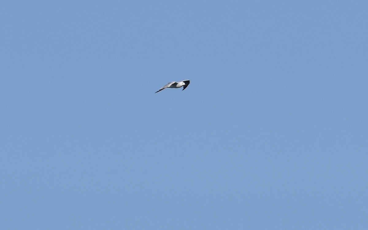 Audouin's Gull - ML642309119