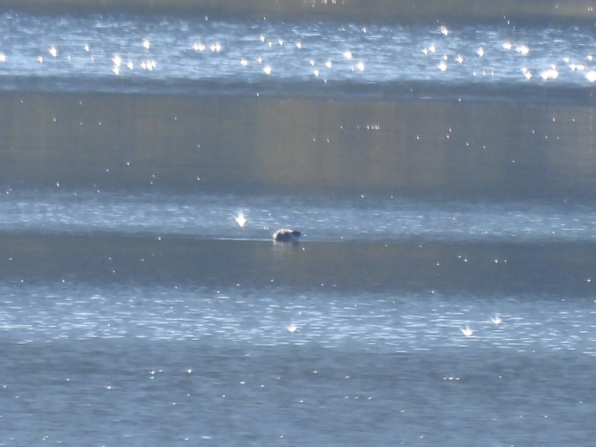 Ancient Murrelet - ML642309131