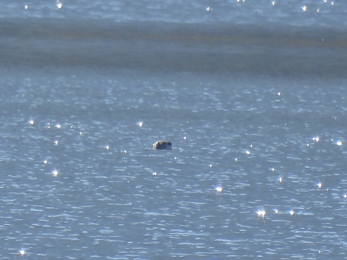 Ancient Murrelet - ML642309132