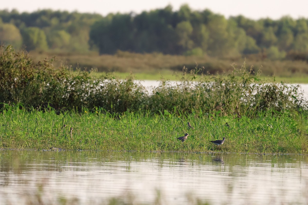 Greater Yellowlegs - ML642309133