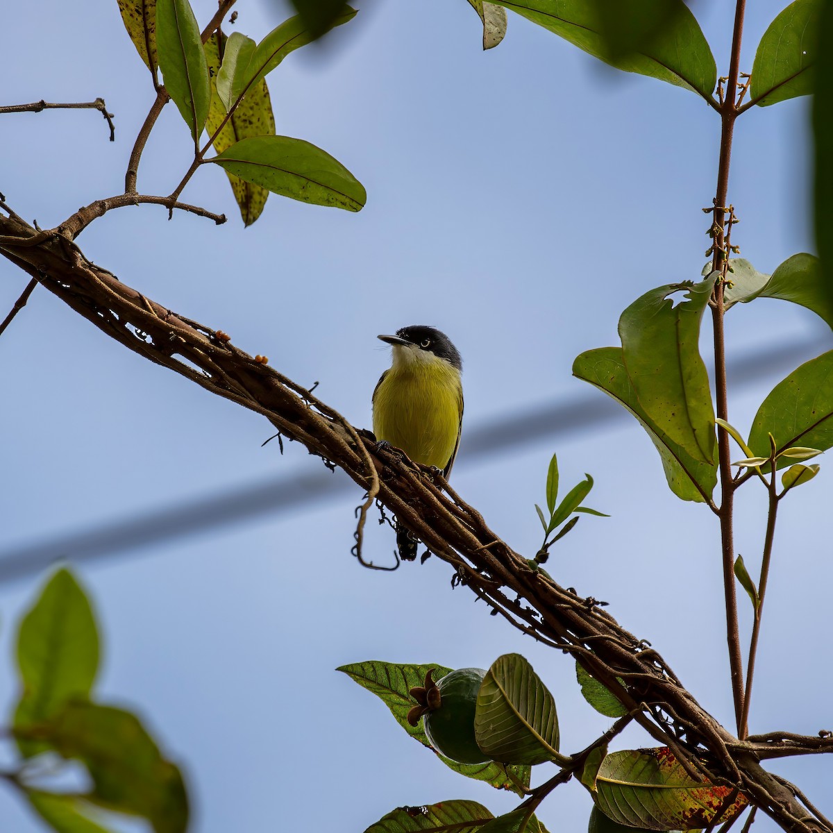Common Tody-Flycatcher - ML642309151