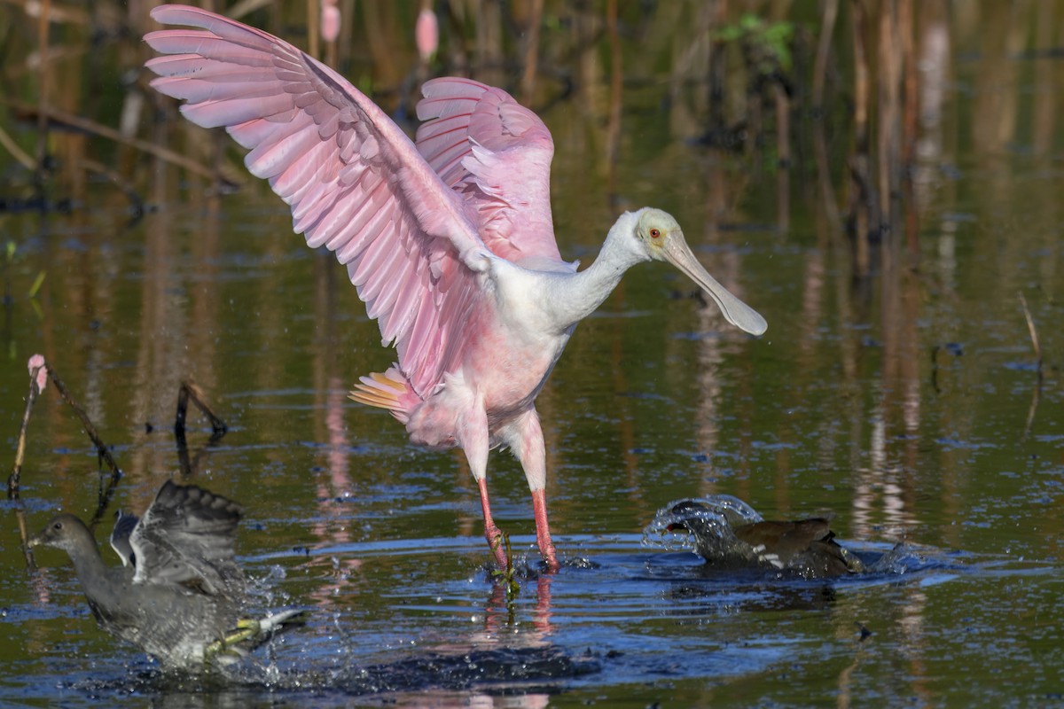 Roseate Spoonbill - ML642309154