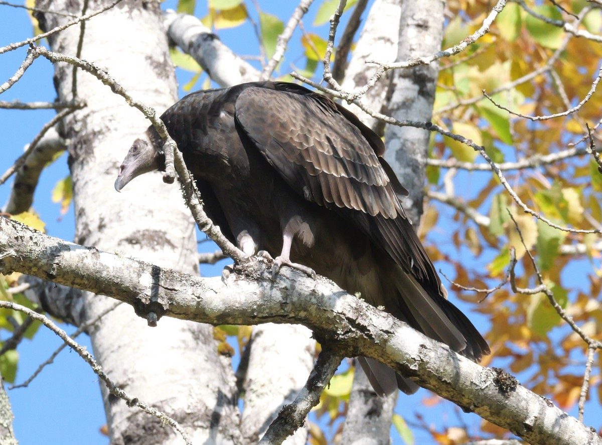 Turkey Vulture - ML642309160