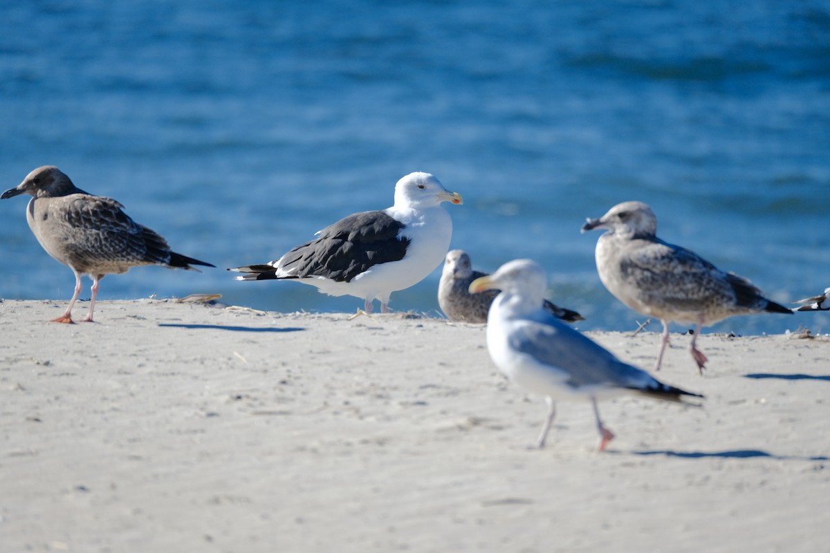Great Black-backed Gull - ML642309166