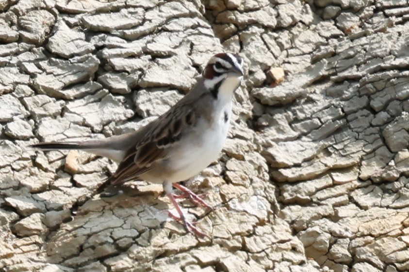 Lark Sparrow - ML642309169
