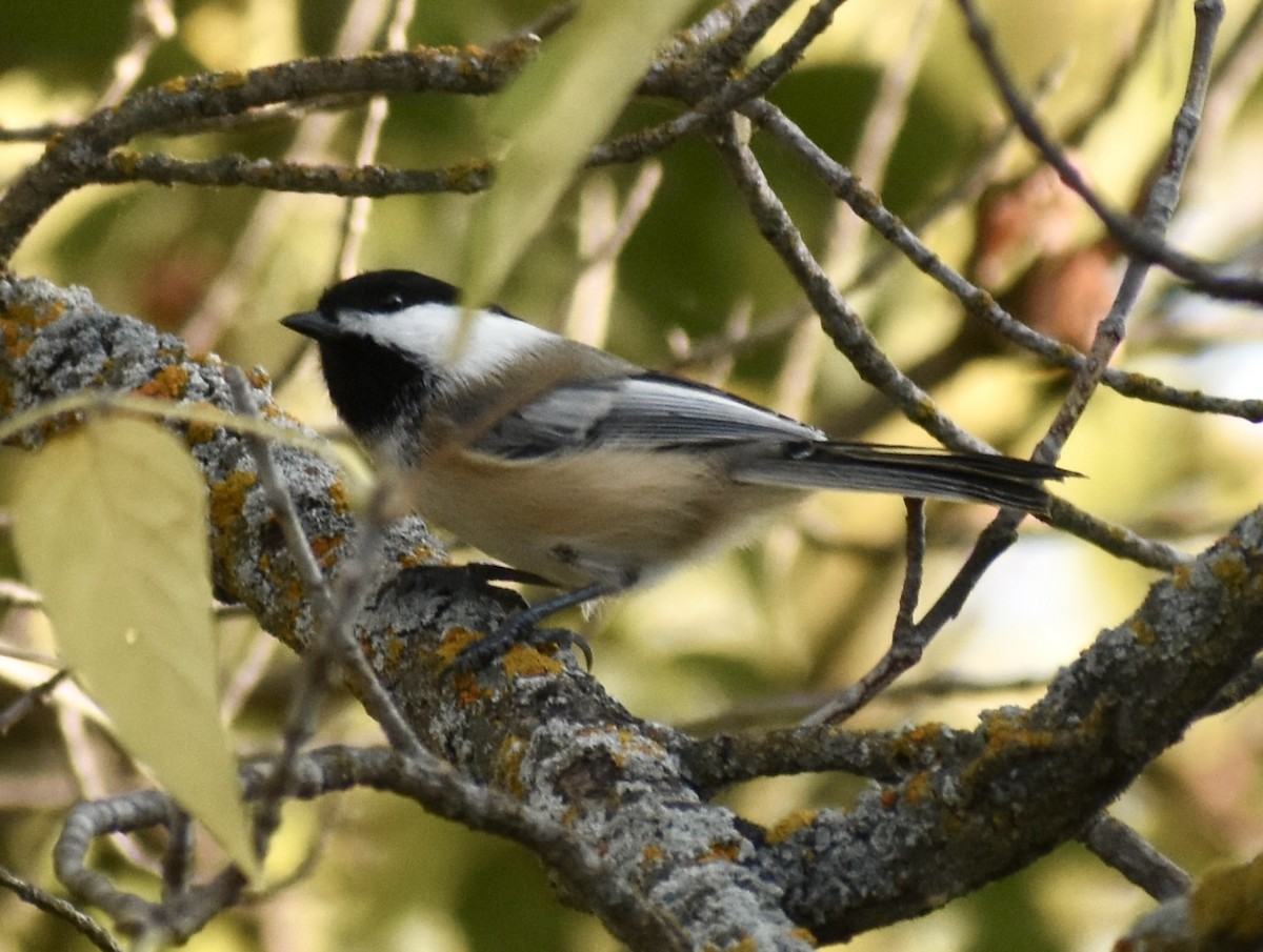 sýkora černohlavá - ML642309173