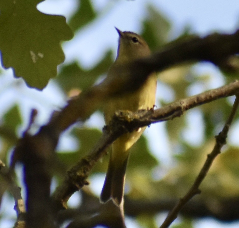 lesňáček hvězdičkový - ML642309180