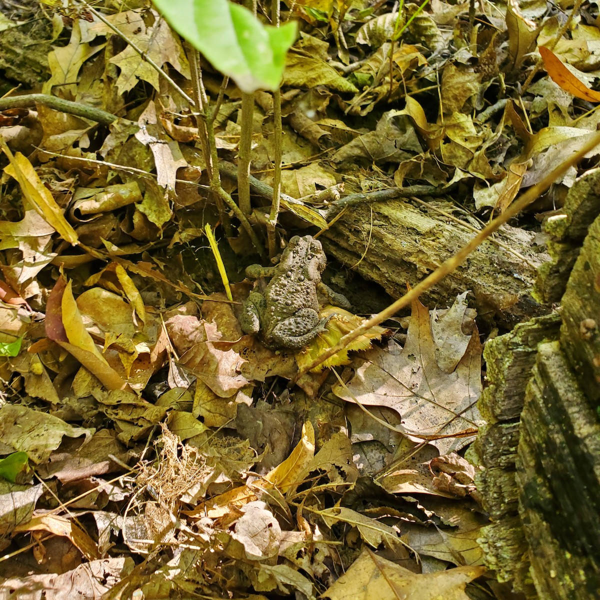 Amphibians - ML642309204