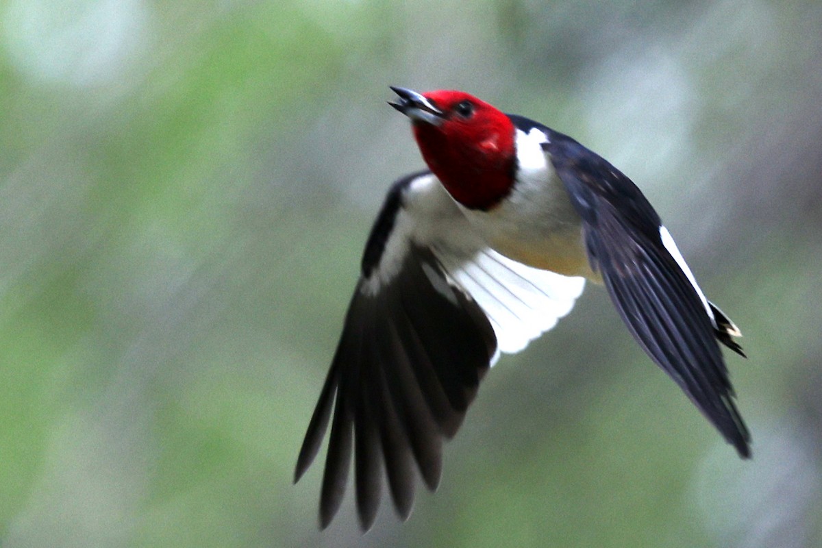 Red-headed Woodpecker - ML642309219