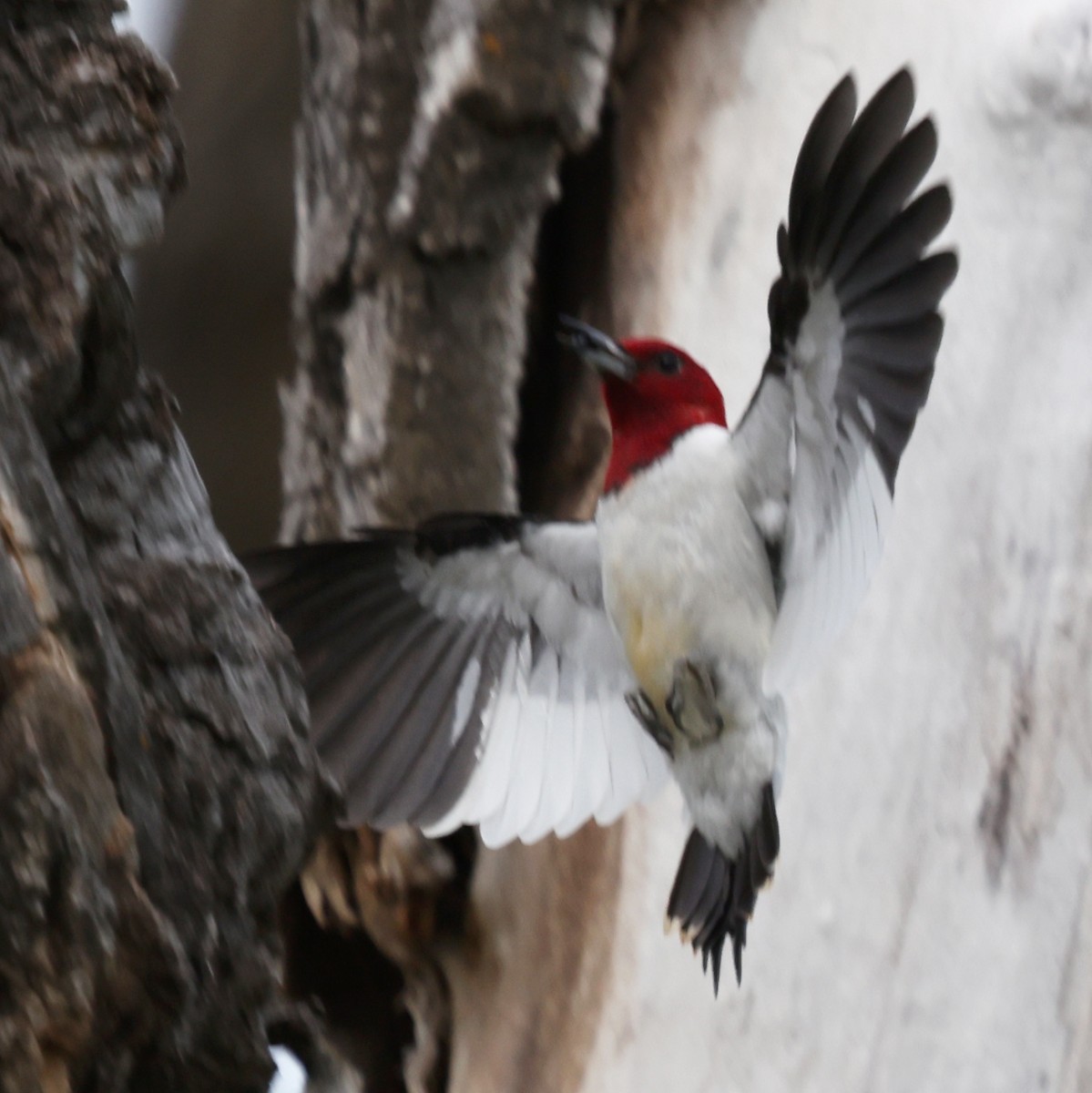 Red-headed Woodpecker - ML642309220