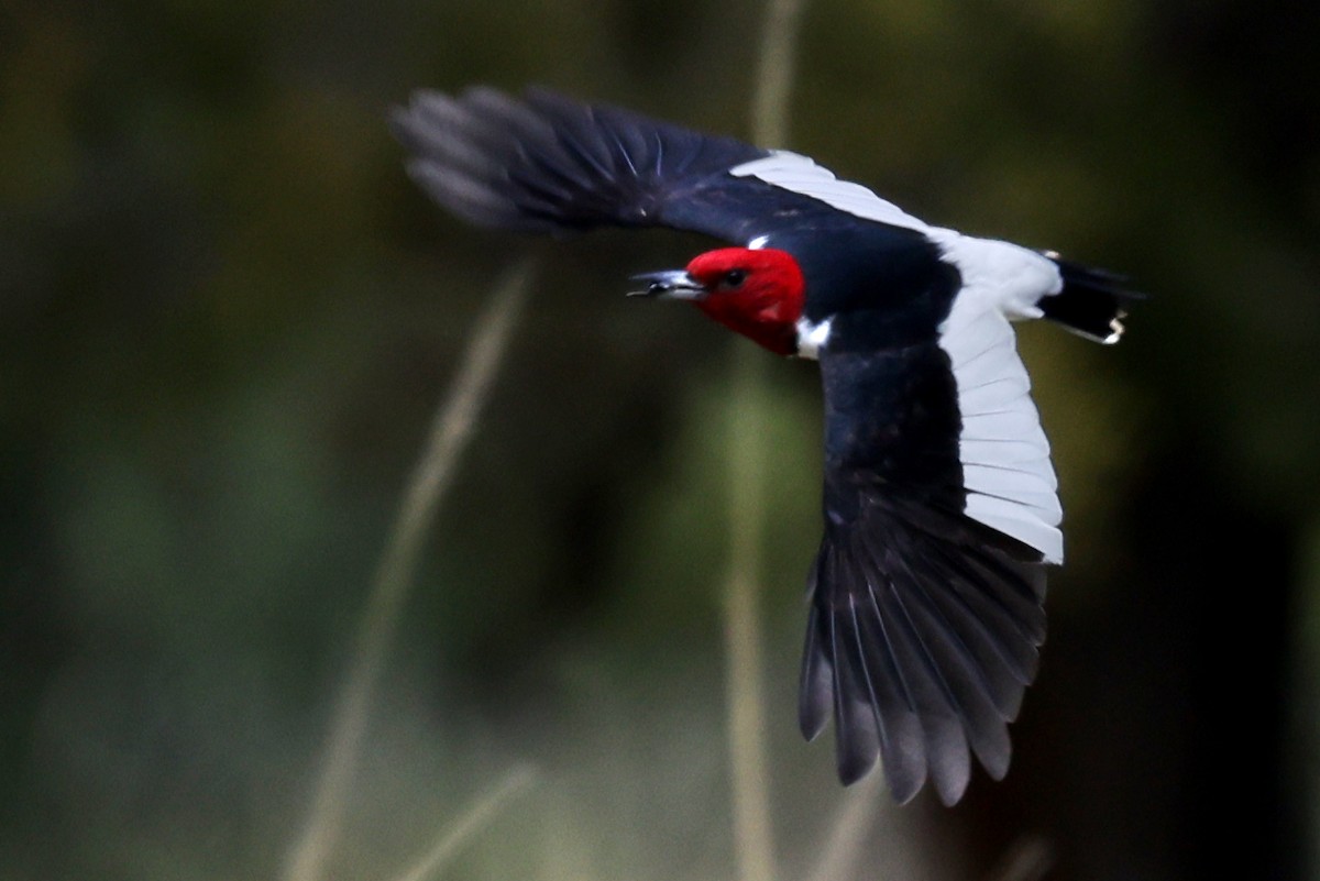 Red-headed Woodpecker - ML642309221